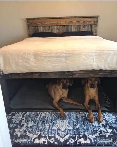 Tiny House inspiration 🏠 on Instagram: “A place to sleep for your guardian angels, who are actually protecting you from monsters under the bed. 📸 by @knotandgrain If you…” Bedframe Diy, Dog Bedroom, Head Boards, Diy Dog Bed, Space Bedding, Diy Bed Frame, Cool Dog Beds, Kids Bunk Beds, Dog Rooms