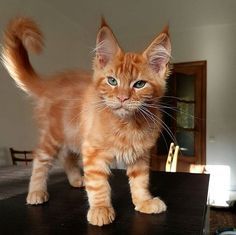 Orange Cats, Ginger Cats, Here Kitty Kitty, I Love Cats, Kitty Kitty, Cats Meow, Maine Coon, Cat Stuff, Pretty Cats