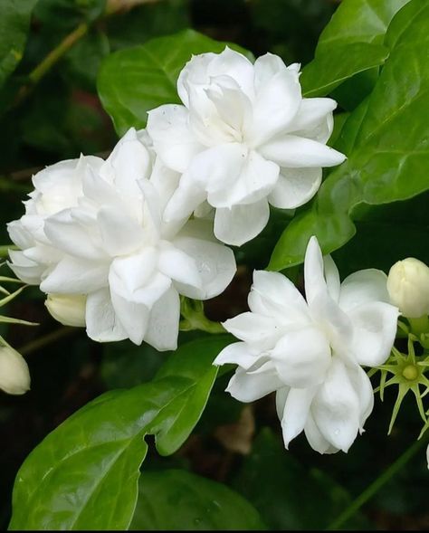 Sampaguita Flower, Arabian Jasmine, Jasminum Sambac, Carrot Vegetable, Jasmine Plant, Jasmine Flowers, Herbal Plants, Best Photo Background, Plants To Grow