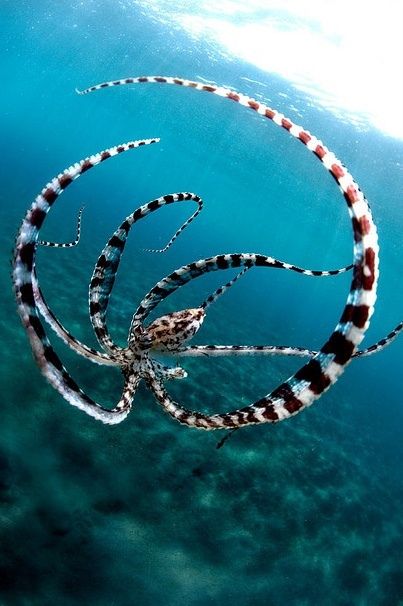 Mimic Octopus, Fauna Marina, Lion Fish, Water Animals, Beautiful Sea Creatures, Underwater Creatures, Underwater Life, Water Life, Ocean Creatures