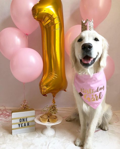 It’s my 1️⃣st Birthday!!! 🌸💖🎂🛍🎉🌟 • • • Birthday Girl bandana is from @kensiearnolddesigns • • • Birthday crown is from @kichiqueen • • •… Dog Birthday Photoshoot, Dog Birthday Pictures, Dog 1st Birthday, Dog First Birthday, Puppy Birthday Parties, Golden Retriever Mix, Dog Birthday Cake, Dog Photoshoot, Puppy Birthday