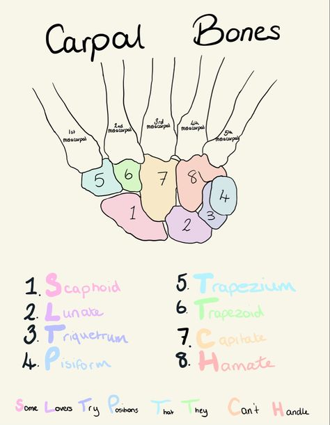 Carpal Bones, Anatomy, Nursing, Bones, Collage, Pins