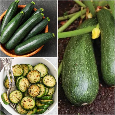 9 Zucchini Health Benefits Is Shocking You Zucchini Benefits, Zucchini Health Benefits, Raw Zucchini, Healing Herbs, Eating Raw, You Sure, Health Benefits, Zucchini, Herbs