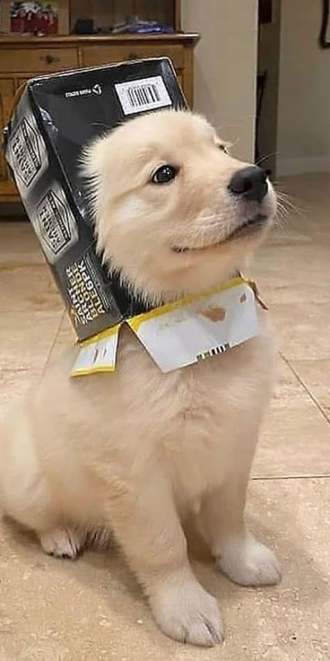 Chien Golden Retriever, Aesthetic Dog, Dog Aesthetic, Very Cute Dogs, Cute Dog Pictures, Really Cute Dogs, Cute Little Puppies, Cute Animals Images