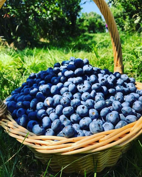 Blueberry Astetic, Lainey Aesthetic, Aesthetic Blueberries, Blueberry Character, Basket Of Blueberries, Blueberries Aesthetic, Blueberry Aesthetic, Cottagecore Baking, Blueberry Festival