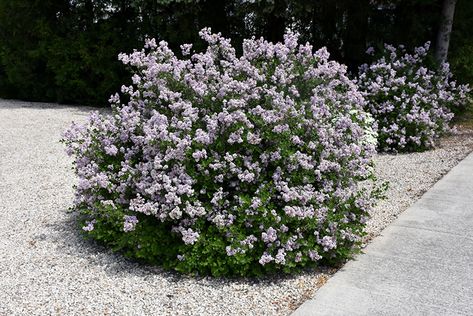 Click to view a full-size photo of Dwarf Korean Lilac (Syringa meyeri 'Palibin') at The Growing Place Korean Lilac, Lilac Syringa, Shrubs For Landscaping, Lilac Bush, Low Maintenance Shrubs, Nursery Garden, Lilac Bushes, Farm Nursery, Patio Garden Design