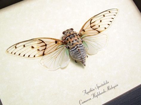 White Ghost Cicada, Ghost Cicada, Cicada Tattoo, Real Ghost, Halloween Ghost Decorations, Taxidermy Art, White Ghost, Real Ghosts, Blue Green Color