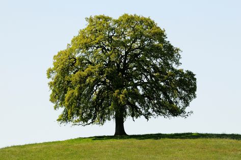 Types Of Oak Trees, Trees Types, White Oak Leaf, Black Oak Tree, Black Cherry Tree, Red Oak Leaf, Willow Oak, White Oak Tree, Street Trees