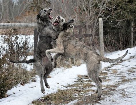 Dancing Dogs, Dogs Running, Sight Hounds, Hound Breeds, Hound Dogs, Irish Wolfhounds, Huge Dogs, Shih Tzu Mix, I Like Dogs