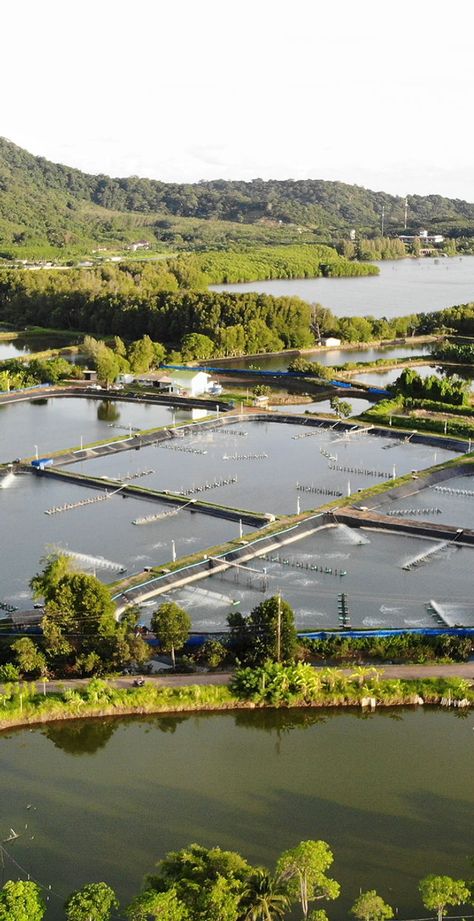 Aquaculture Probiotics | Aquaintech Inc. | United States Shrimp Farming, Fish Farming, Aquatic Animals, Pet Health, Probiotics, Agriculture, Sustainability, Farmer, Water