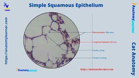 Simple Squamous Epithelium under a Microscope with a Labeled Diagram » AnatomyLearner >> The Place to Learn Veterinary Anatomy Online Simple Squamous Epithelium, Squamous Epithelium, Serous Membrane, Stratified Squamous Epithelium, Loose Connective Tissue, Loop Of Henle, Veterinary Anatomy, Histology Slides, Basement Membrane