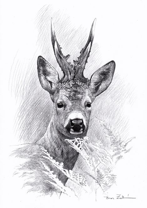 .::Boros Artworks::. Deer Black And White, Elk Drawing, Hunting Drawings, Deer Sketch, Antler Hunting, Deer Artwork, Deer Drawing, Deer Pictures, Deer Illustration