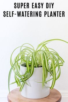 Need to make sure your plants are watered while you're out of town? Make an easy #DIY self-watering planter. #plants #houseplants #plant Diy Self Watering Pots How To Make, Interior Planters, Diy Self Watering Planter, Garden Hack, Diy Planters Indoor, Planter Plants, Self Watering Plants, Houseplant Care, Future Garden