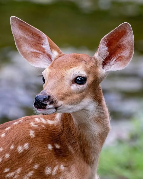 Deer Photography, Animals Reference, Animal Photography Wildlife, Animal Studies, Wild Animals Photos, Deer Photos, Deer Pictures, Wild Animals Pictures, Animals To Draw