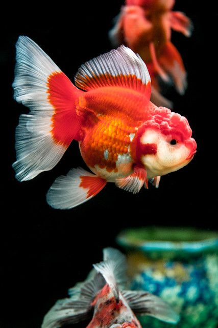 Karp Koi, Oranda Goldfish, Pet Goldfish, Fancy Goldfish, Ikan Air Tawar, Goldfish Tank, Bawah Air, Bird And Flower, Golden Fish