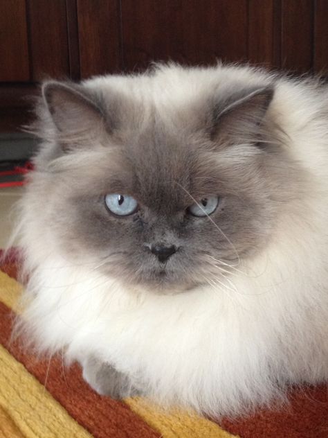 Blue point doll face Himalayan - Cecil Himalayan Cat, Blue Point, Animal Crackers, All About Cats, Doll Face, Himalayan, Beautiful Creatures, Your Soul, Prince