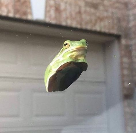 A Frog, Glass, Green