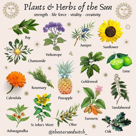 A L I C E 🦄 on Instagram: “PLANTS & HERBS OF THE SUN strength - life force - vitality - creativity All of these magical plants and herbs shown here are ruled by the…” Medicinal Herbs Remedies, Magical Plants, Outdoor Decor Ideas, Magickal Herbs, Sun Worship, Green Witchcraft, Plant Magic, Magic Herbs, Aesthetic Garden