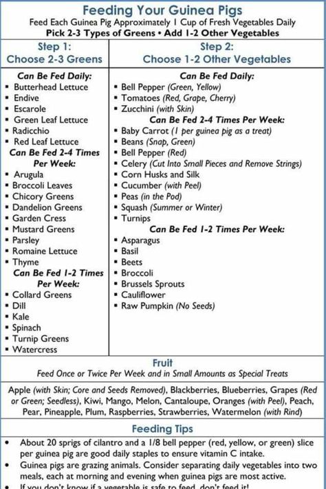 Guinea pig food chart Guinea Pig Food List, Pig Diet, Guinea Pig Diet, Guinea Pig Cages, Guinea Pig Diy, Guinea Pig Food, Class Pet, Pig Food, Guinea Pig Bedding