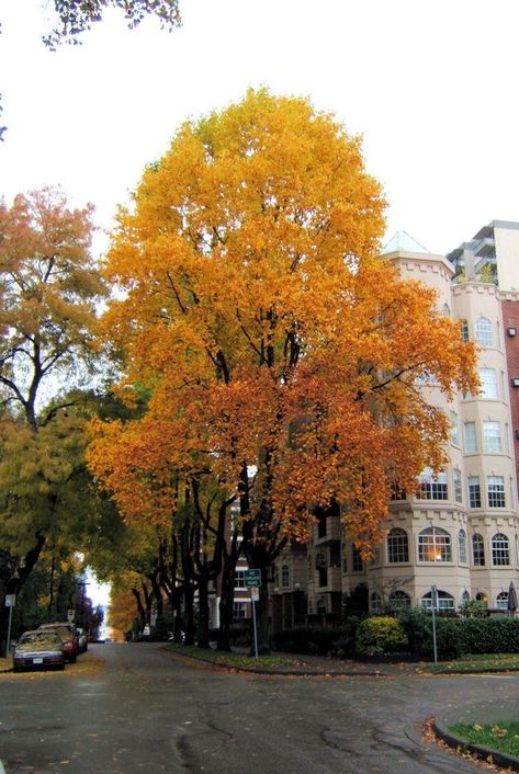 Tulip Tree Benefits in Landscaping Tulip Poplar Tree, Liriodendron Tulipifera, Tulip Poplar, Tulip Tree, Poplar Tree, Landscaping Trees, Urban Tree, Street Trees, Fast Growing Trees