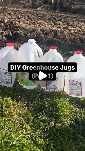 Samantha Wray on Instagram: "DIY Greenhouse Jugs🌱  *This is a great way to start seeds on a budget and recycle! Milk jugs work the best imo but any plastic container will do. 😊♻️  Steps:  1. Cut a few slits in the bottom for water to drain through. You could also drill small holes. 2. Cut all the way around the jug (right below the handle), leaving a small piece connected.  3. Fill the bottom half of the jug with dirt from your garden. I believe this will help when you go to transplant your vegetables. 4. Fill the top half of the jug with seed starting mix (or high quality topsoil).  5. Poke a few holes in the dirt for your seeds.  6. Place one seed in each hole (I accidentally dropped a couple in). 7. Cover each seed, making sure the seed is in a firm blanket of dirt.  8. Tape the jug c Gallon Jug Greenhouse, Milk Jugs Garden, Gallon Water Jug, Plastic Jugs, Seed Starting Mix, Plastic Milk, Milk Jugs, Liquid Dish Soap, Diy Greenhouse