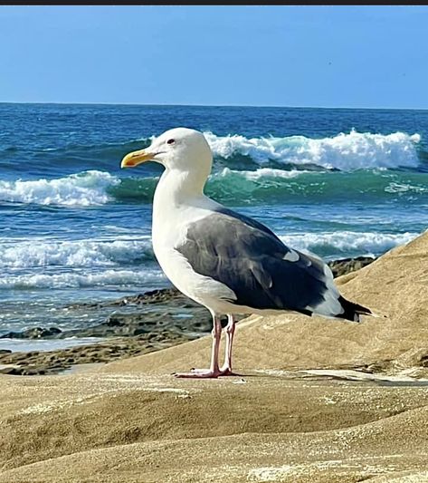 Seabirds Painting, Sea Scapes Paintings, Ocean Birds, Beach Art Painting, Sailboat Art, Sea Gull, Draw On Photos, Jolie Photo, Sea Birds