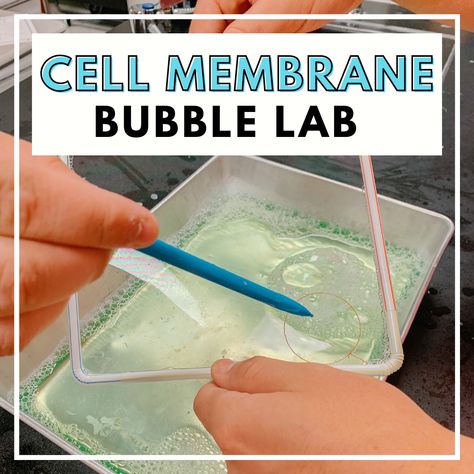 Biology Activities High School, Middle School Science Lab, Teaching Cells, Biology Experiments, Biology Activity, Cell Transport, Science Cells, Science Labs, Biology Classroom