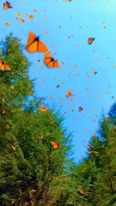 Summer Videos, Butterfly Nature, Flowers Instagram, Photo Summer, Butterfly Butterfly, Butterflies Flying, Nature Gif, Travel Beauty, Butterflies