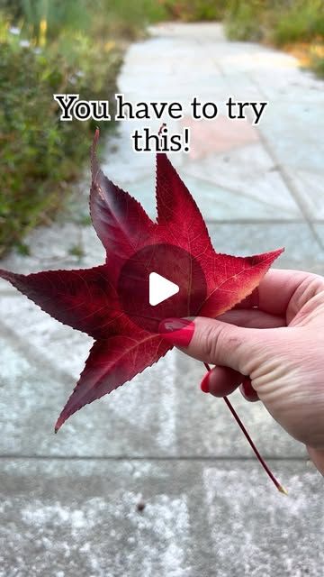 Jeff and Lauren on Instagram: "Autumn Leaf Crown Tutorial 🍁

Easy autumn craft from fallen leaves! #autumn #autumnleaves #crown #kidsactivities #nature" Leave Artwork, Autumn Leaf Crafts, Crafts With Leaves, Maple Leaf Art, Dry Leaf Art, Crown Tutorial, Autumn Leaves Craft, Autumn Craft, Leaf Projects