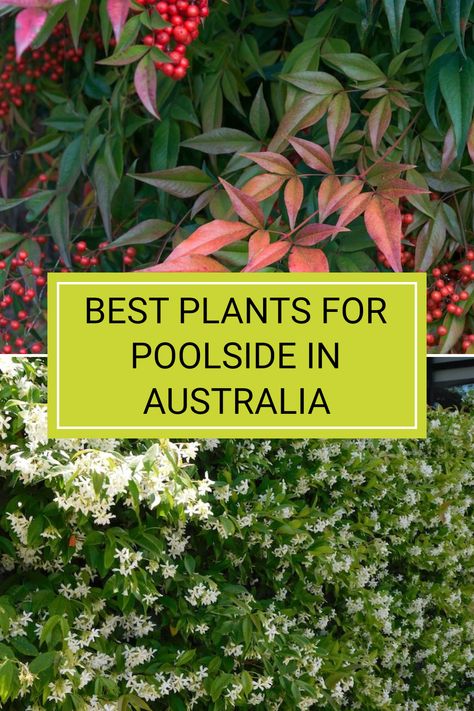 Choosing the right plants for around your pool enhances the natural beauty and functionality of your space. Different types of pools pair better with certain plants. For example, flowering plants like Star Jasmine offer stunning blooms and an inviting aroma while being easy to maintain. If you're looking to add a touch of greenery that's both practical and attractive, check out our ultimate list of top picks! Discover more tips and select the perfect plants to create a beautiful pool environment. Pot Plants Pool Area, Pool Patio Plants, Plants Next To Pool, Pool Plants Australia, Best Plants For Pool Area, Flowers Around Pool Area, Australian Pool Landscaping, Plants For Pool Area Landscapes, Gardens Around Pools