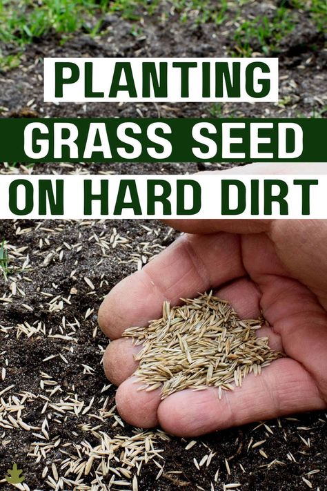 How To Plant Grass Seed On Hard Dirt via @home4theharvest Grow Grass Fast, How To Plant Grass, Bermuda Grass Seed, Planting Grass Seed, Best Grass Seed, Lawn Renovation, Lawn Repair, Lawn Care Schedule, Planting Grass