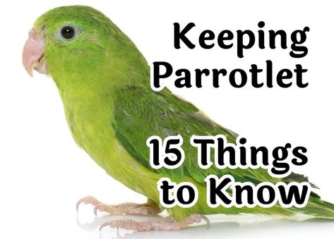 Parrotlet Birds, Parrot Care Tips, Parrot Symbolism, Types Of Pet Birds, Pacific Parrotlet, Parrot Training, Bird Brain, Parrot Foraging Toys, Bird Facts