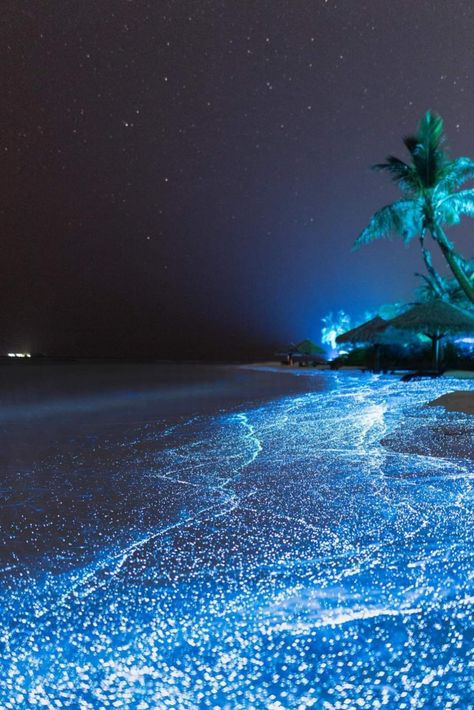 Glowing Rocks On Beach, Glowing Beaches, Glowing Algae, Bioluminescence Water, Bioluminescence Aesthetic, Glowing Ocean, Glowing Water, Night Ocean, Evening Time