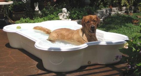 Alternatives to a Swimming Pool for Dogs Bone Shaped Dog Pool, Dog Bone Pool, Dog Swimming Pools, Pool Shapes, Dog Pool, Dog Swimming, Dog Milk, Cheap Dogs, Dog Boarding