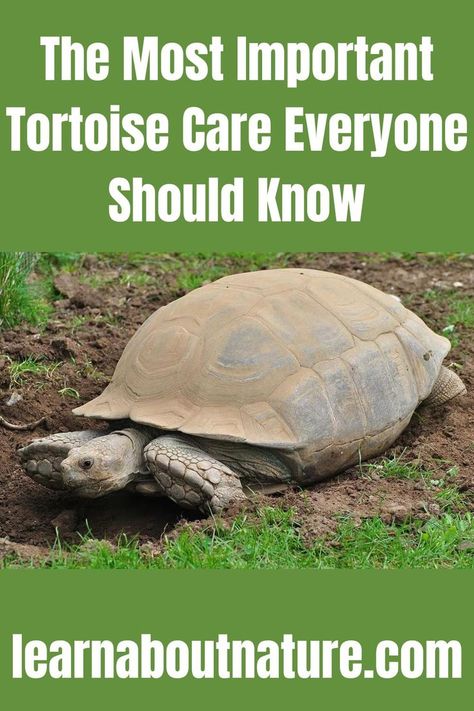 The Most Important Tortoise Care Everyone Should Know Turtle Aesthetic, Funny Animal Pics, Turtle Cute, Turtle Care, Art Turtle, Tortoise Care, Tortoise Habitat, Baby Tortoise, Desert Tortoise