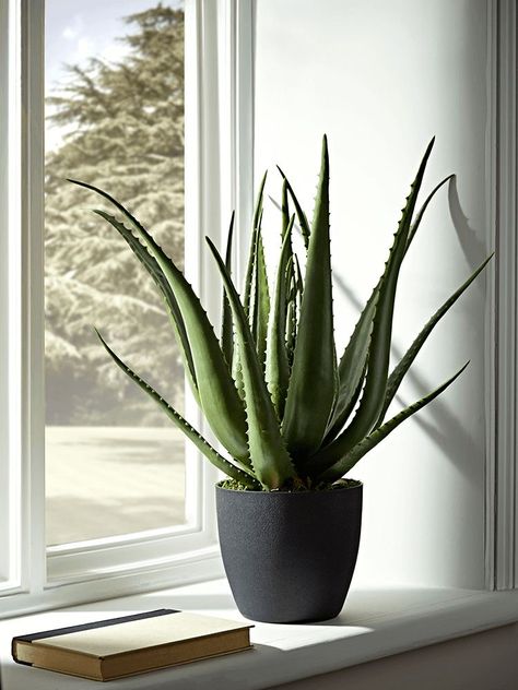 Aloe Plant Care, Aloe Vera Plant Indoor, Hanging Plants Outdoor, Cactus House Plants, Hanging Plants Diy, Indoor Plant Wall, Artificial Plant Wall, Plant Wall Decor, Hanging Plants Indoor