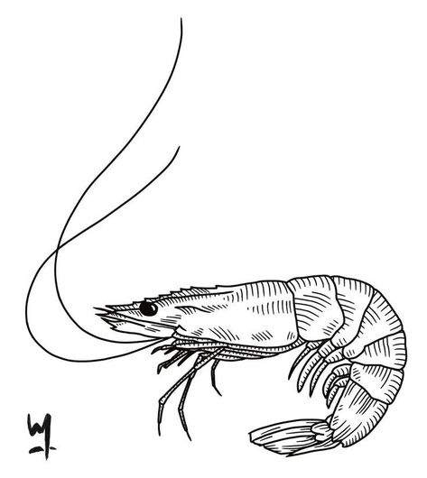 Shrimp Tattoo Design, Traditional Shrimp Tattoo, Seafood Tattoo, Crawfish Tattoo, Lobster Sketch, Seafood Pictures, Raccoon Pics, Shrimp Tattoo, Shrimp Drawing