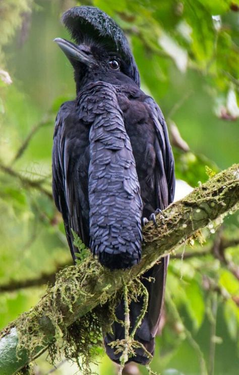 Long wattled umbrellabird.  Found in canopys of Columbia and Equador mountain areas..... Cotinginae species Birds Pictures, All Birds, Exotic Birds, Bird Pictures, Pretty Birds, Fly Tying, Birds Of Paradise, Wild Birds, Adorable Animals