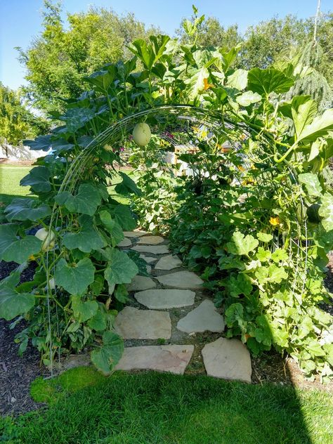 Pumpkin Trellis, Garden Raised Beds, Grow Zucchini, Grape Trellis, Garden Archway, Trellis Ideas, Pumpkin Garden, Outdoor Trellis, Green Oasis