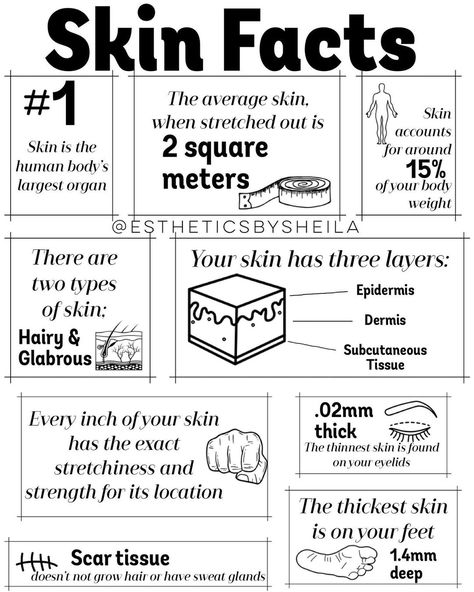 Fun Facts About Skin, Esthetician Note Taking, Esthetician Exam, Dermatology Notes, Esthetician Facts, Esthetician School Notes, Skin Physiology, Skin Anatomy, Medical Esthetician