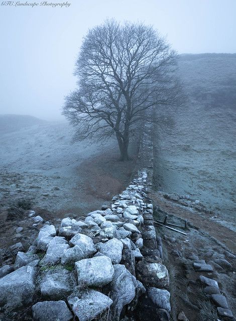 Sycamore Gap, Hadrian’s Wall, Northumberland | by gavincrozier Future Mansion, Sycamore Gap, Uk Castles, Hadrian’s Wall, Hadrian's Wall, Hadrians Wall, Tree Felling, Amazing Photos, Beautiful Views