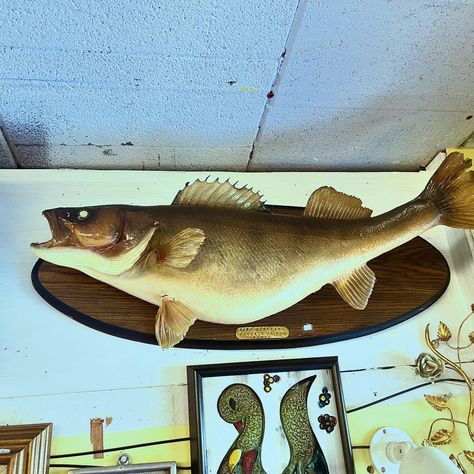 Some cool taxidermy hitting the floor! #timewarpllc #timewarpvintage #vintagetaxidermy #taxidermy #beaver #armidillo #cyote #fish #oddities Time Warp, Taxidermy, The Floor, Outdoor Sports, Fish, Flooring, Quick Saves