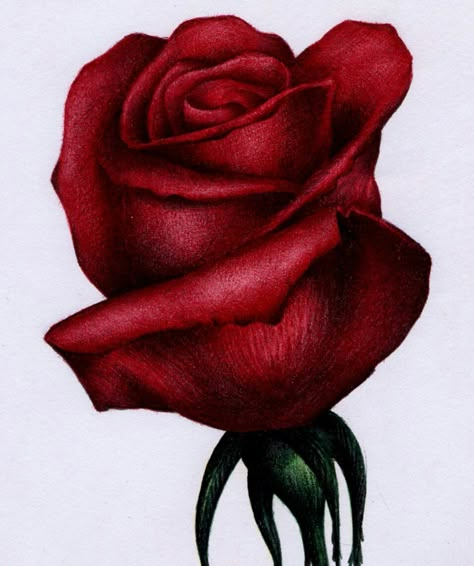 Red Rose Sketch, Red Rose Drawing, Bic Ballpoint Pen, Rose Sketch, Ballpoint Pen Drawing, Pen Drawings, Beautiful Sketches, Rose Drawing, Roses Drawing