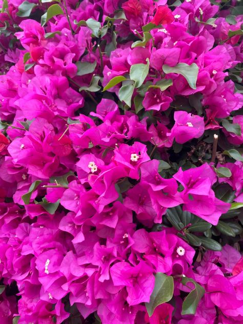 Magenta Bougainvillea, French Language Basics, Pink Bougainvillea, Bougainvillea, French Language, Color Shapes, Wicked, Plants, Flowers