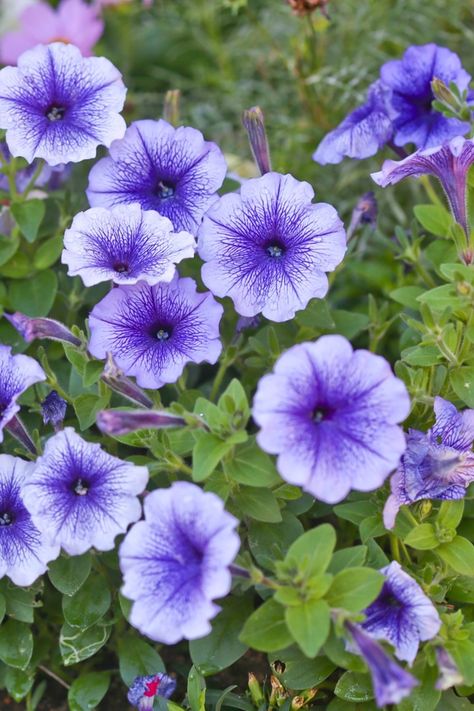 Growing Petunias, Petunia Care, Fertilizer For Plants, Big Plants, Drought Tolerant Plants, Family Handyman, Growing Seeds, Gorgeous Gardens, Bright Flowers