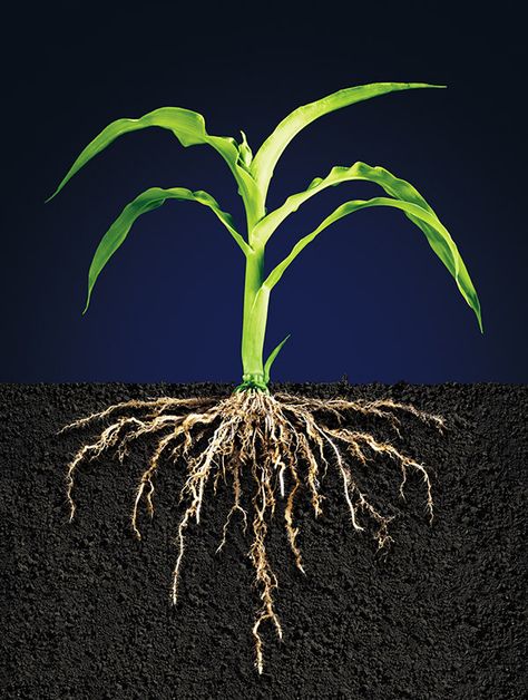 Corn Plant Root Systems on Behance Maize Plant, Agriculture Photography, Root Photography, Growing Lavender, Corn Plant, Big Plants, Lavender Plant, Root System, Herbaceous Perennials