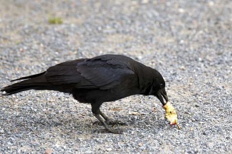 14 Things Crows Like To Eat Most (Diet, Care & Feeding Tips) Crow Food, Common Crow, American Crow, A Crow, Bible Pictures, Crows Ravens, Garden Animals, Baby Bird, Black Feathers