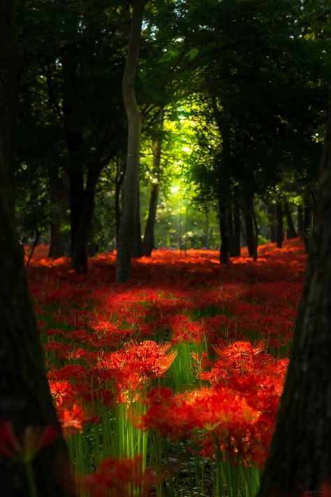 field of flowers Saitama Japan, Spider Lily, Red Magic, Awesome Nature, Saitama, Magical Places, Pretty Places, Ikebana, Japan Travel