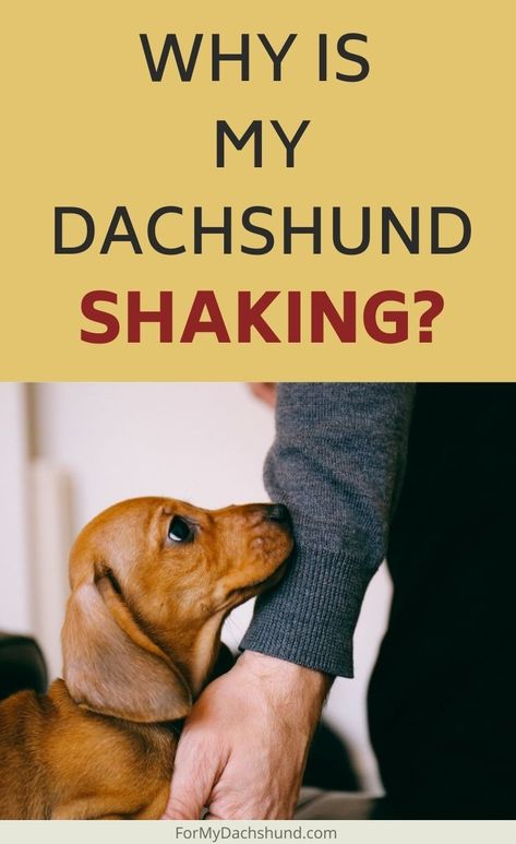 Why is My Dachshund Shaking? Miniature Weiner Dog, Mini Dachshund Clothes, Mini Dapple Dachshund, Winner Dogs, Mini Daschund, Brindle Dachshund, Dachshund Personality, Dachshund Humor, Dachshund Accessories