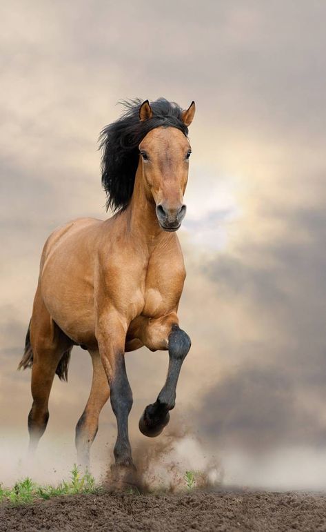 Mustang Kiger Mustang, Wild Horses Mustangs, Buckskin Horse, Horse Inspiration, Mustang Horse, Horse Wallpaper, Wild Mustangs, Most Beautiful Horses, Brown Horse